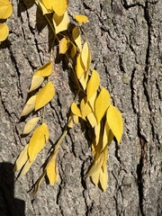 Styphnolobium japonicum