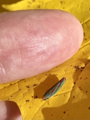 Graphocephala fennahi