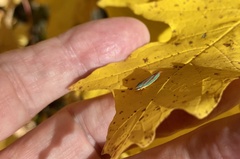Graphocephala fennahi