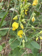 Crotalaria spectabilis