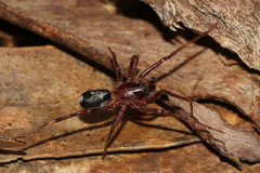 Corinnidae