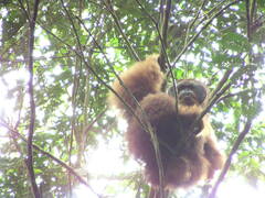 Pongo abelii