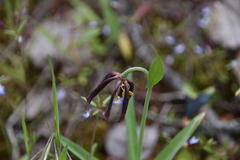 Fritillaria affinis