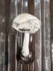 Volvopluteus gloiocephalus