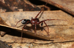 Corinnidae