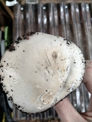 Volvopluteus gloiocephalus