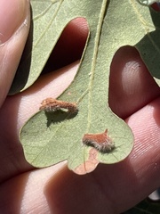 Atrusca clavuloides