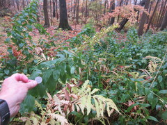 Solidago ulmifolia ulmifolia