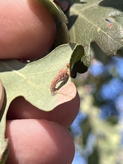 Atrusca clavuloides