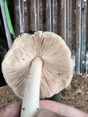 Volvopluteus gloiocephalus