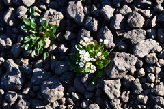 Cardamine bellidifolia