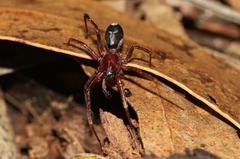 Corinnidae