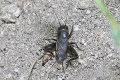 Gryllus vocalis