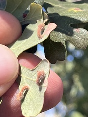 Atrusca clavuloides