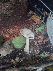 Volvopluteus gloiocephalus