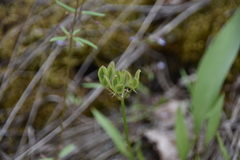 Lomatium