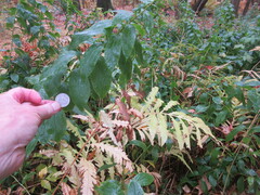 Solidago ulmifolia ulmifolia