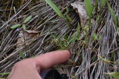 Lomatium