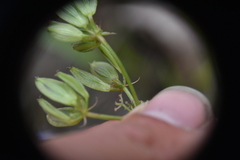 Lomatium