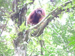 Pongo abelii