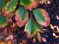 Hamamelis