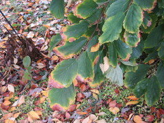 Hamamelis