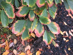 Hamamelis