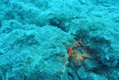 Gymnothorax unicolor