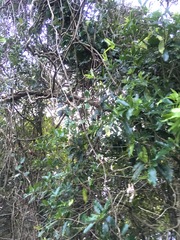 Parsonsia heterophylla