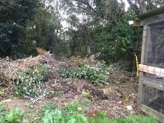 Parsonsia heterophylla