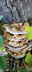 Mensularia radiata