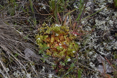 Claytonia rubra rubra