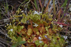 Claytonia rubra rubra