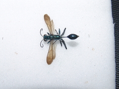 Chalybion bengalense