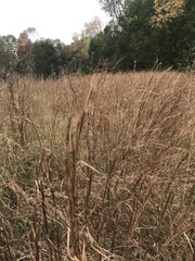 Andropogon virginicus