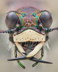 Cicindela hybrida