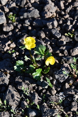 Ranunculus sulphureus