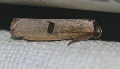 Pilostibes stigmatias