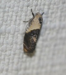 Hypertropha chlaenota