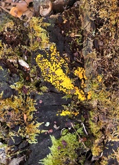 Calycina citrina