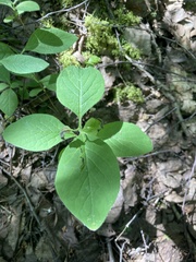 Lonicera hirsuta