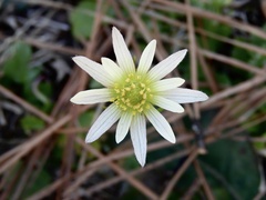 Anemone decapetala