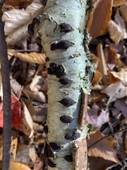 Jackrogersella multiformis