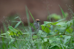 Cisticola chubbi