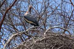 Leptoptilos crumenifer
