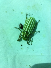 Polyphylla decemlineata