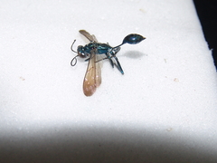 Chalybion bengalense