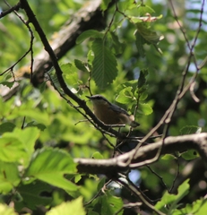 Sitta europaea caesia