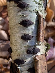 Jackrogersella multiformis