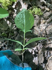 Lonicera hirsuta